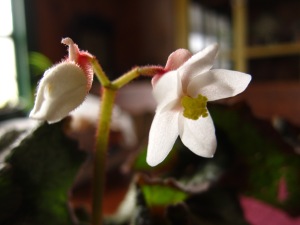 Begonia blossom in my kitchen